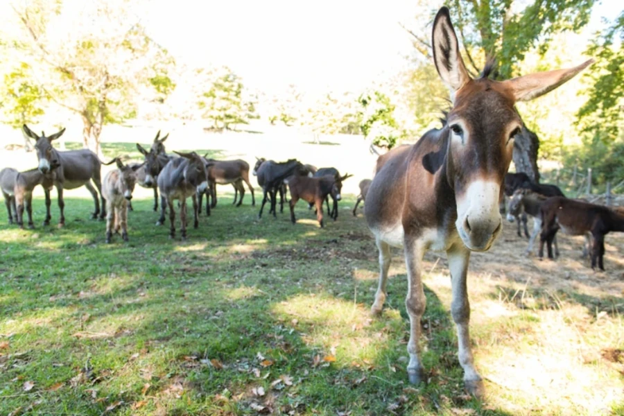 Fattoria di Germagnano a Sansepolcro