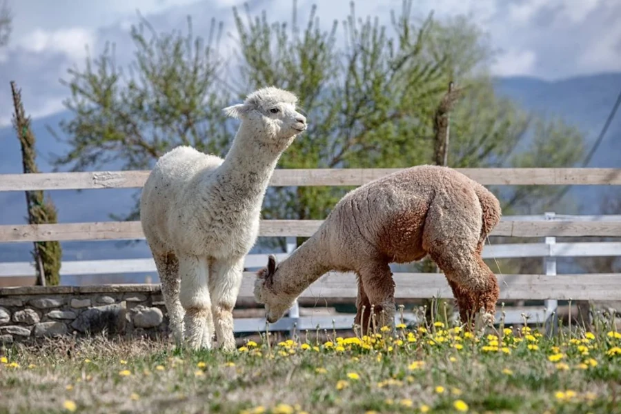 Semi del Cuore a Sansepolcro